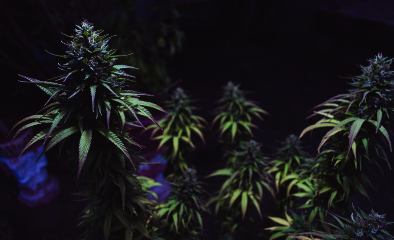 Holistyczne podejście do zdrowia.