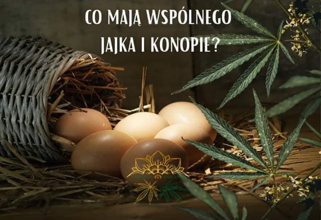 Co mają wspólnego konopie i jajka