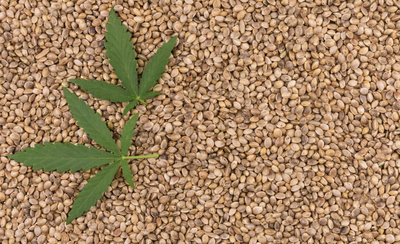 Nasiona konopi
