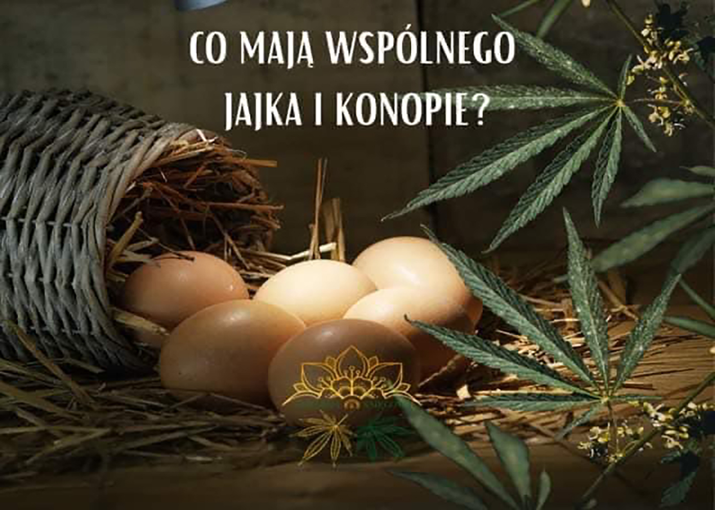 Co mają wspólnego konopie i jajka