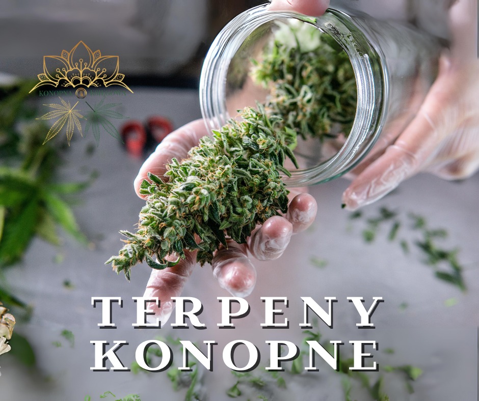Tajemnicze terpeny, co to takiego?