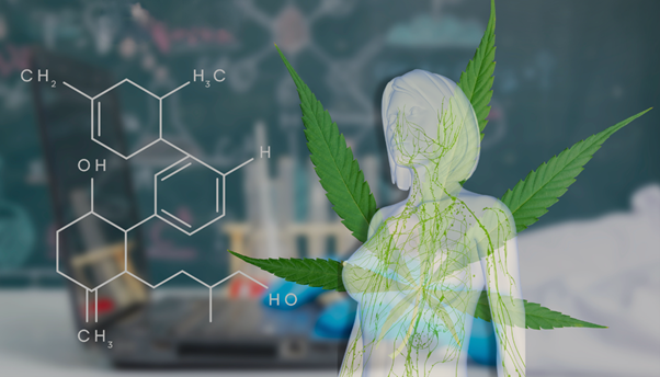 Niewidzialna sieć łącząca nas z naturą - układ endokannabinoidowy i kannabinoidy