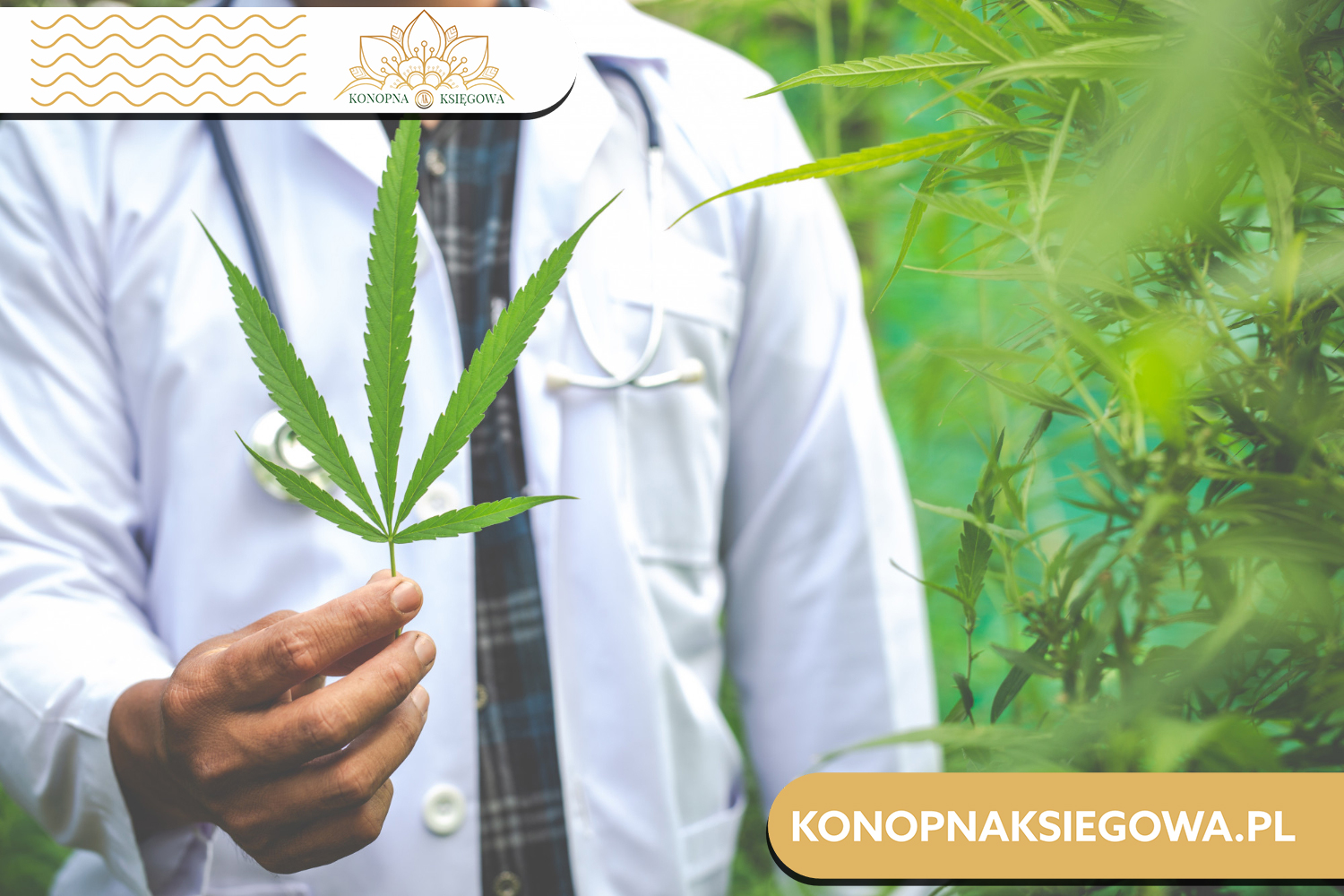 CBD olej na co pomaga - naturalny sprzymierzeniec w walce o zdrowie