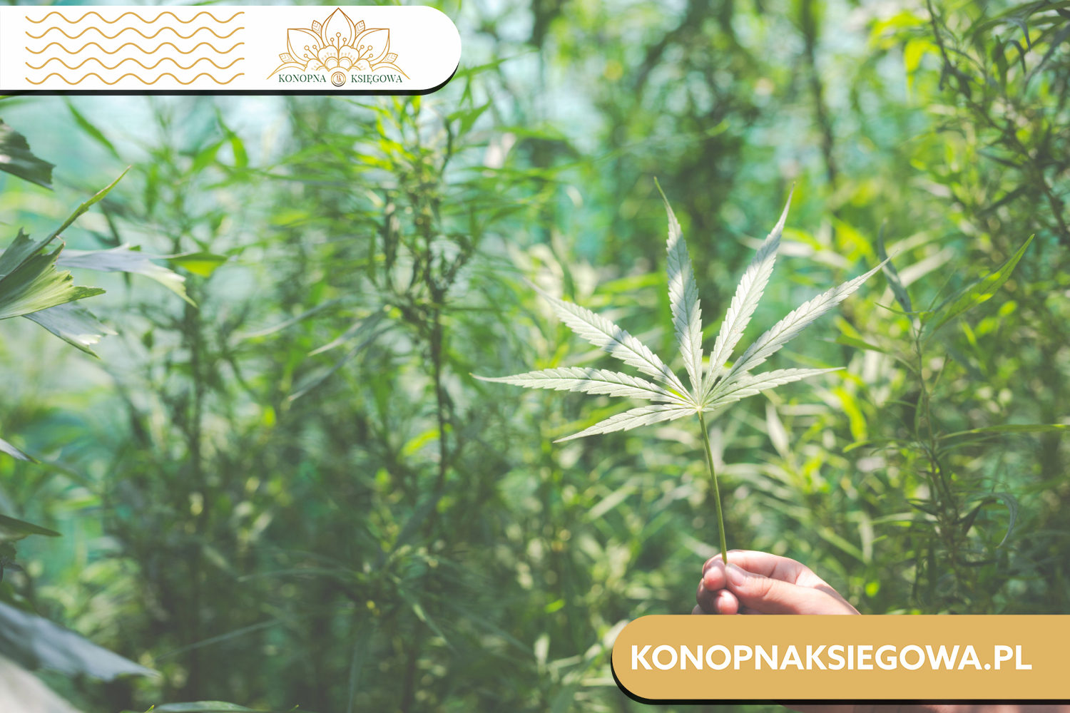 Olejek CBD Sativa, o co w tym chodzi? Kompletny przewodnik