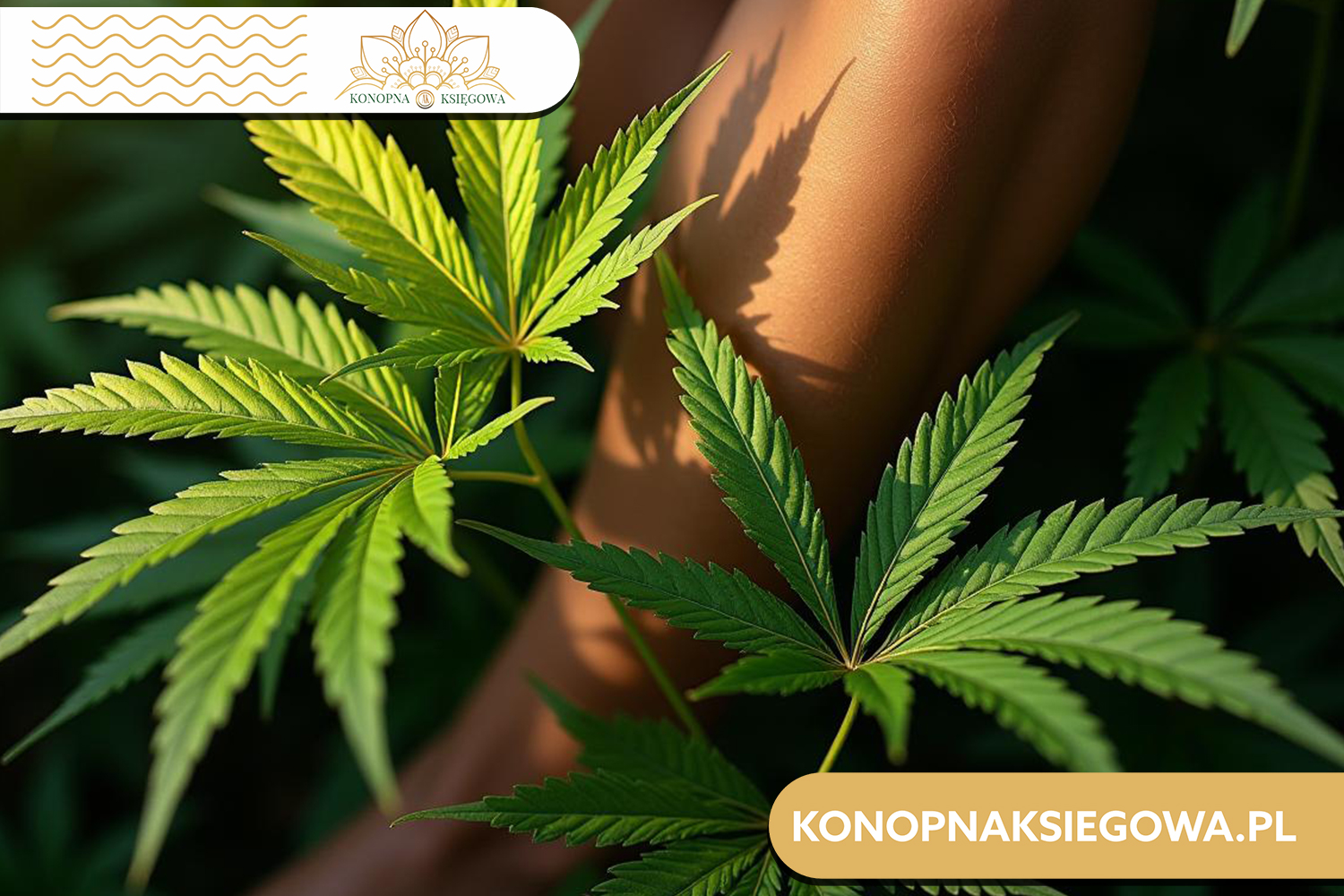 Czy olejek CBD jest dobry na stawy?