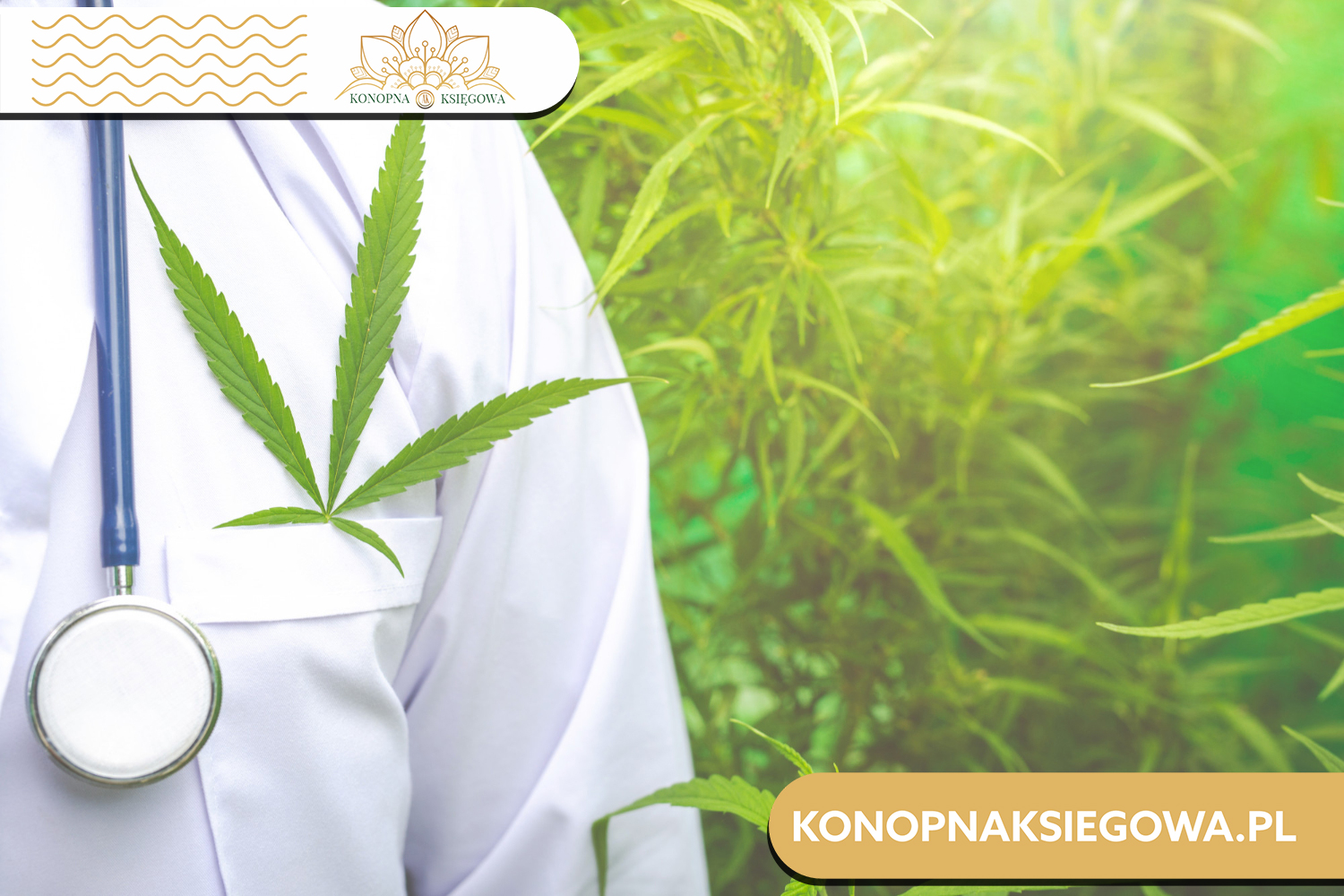 Uprawa konopi – poradnik dla początkujących hodowców