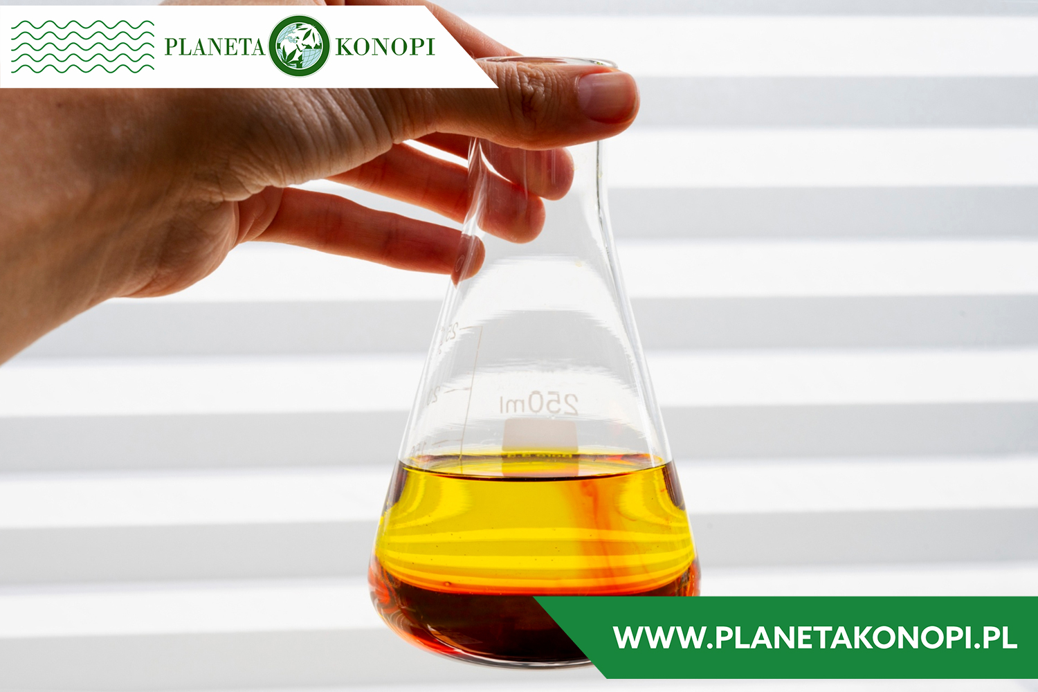 Jakie są różnice między olejkiem CBD a olejkiem z nasion konopi?