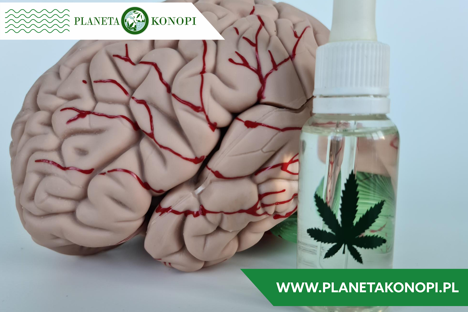 Wpływ CBD na układ nerwowy – badania naukowe